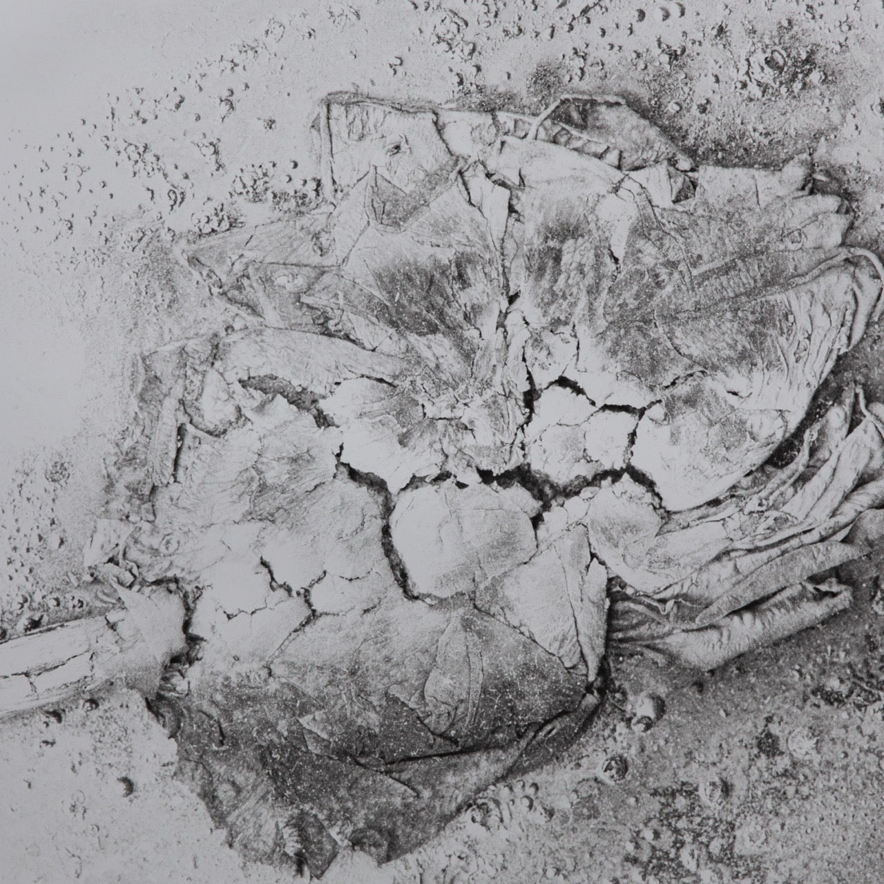 BOOROOM GALLERY X PIANISSIMO