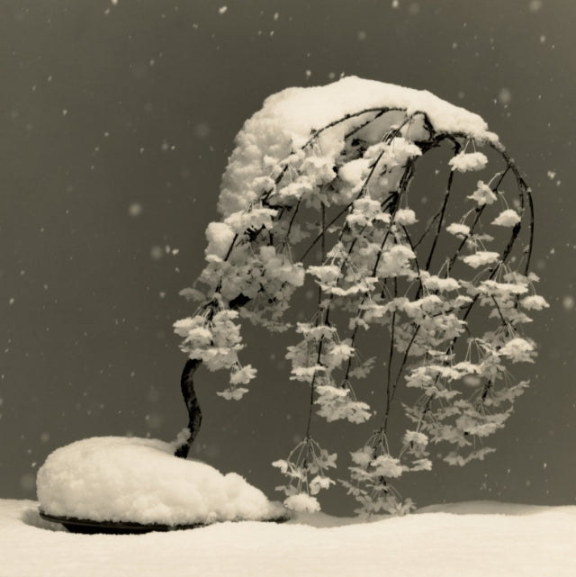 BONSAI