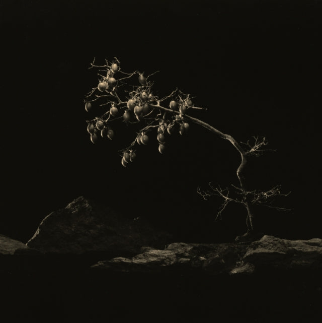 BONSAI