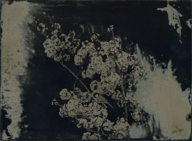 AMBROTYPE
