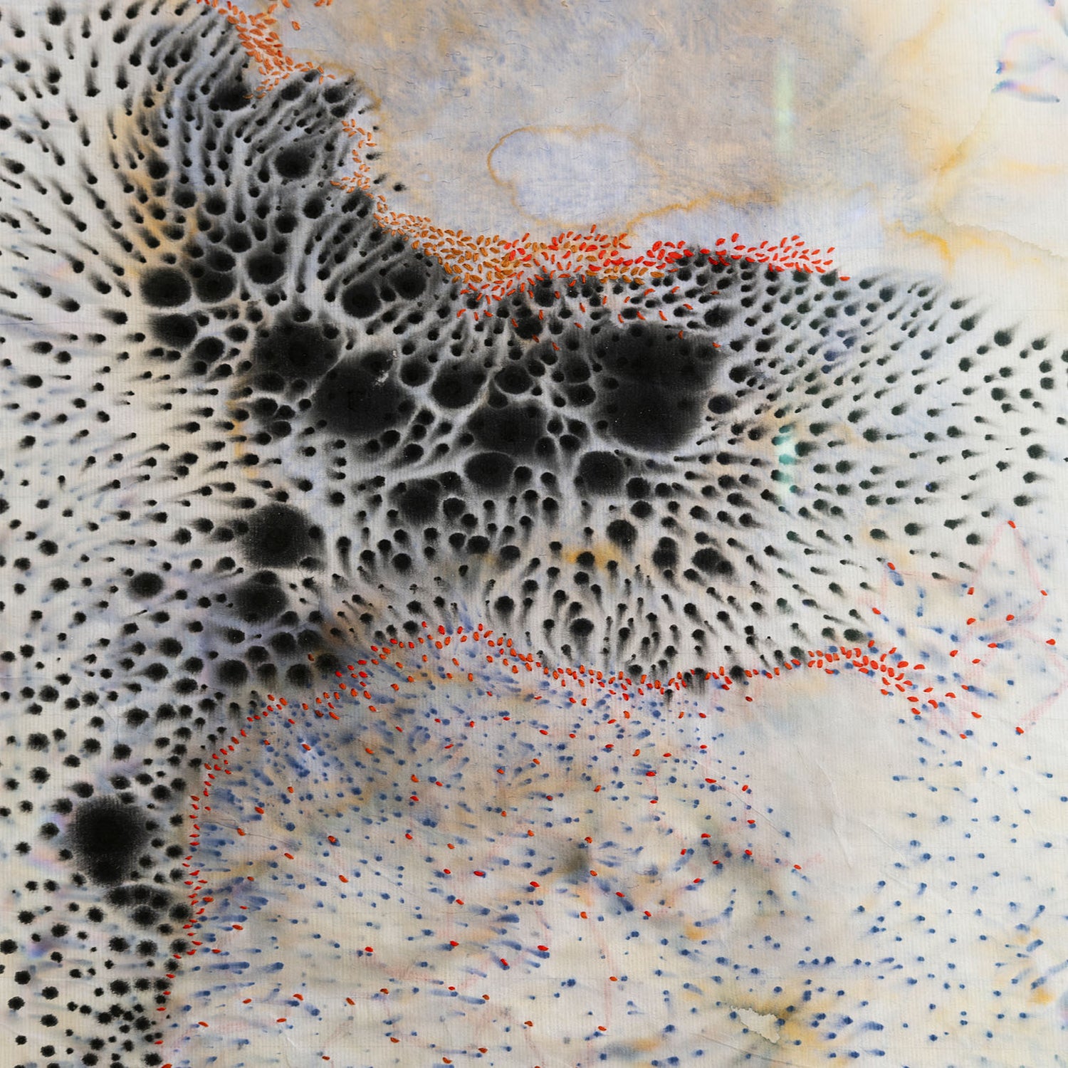 ALGAE 6