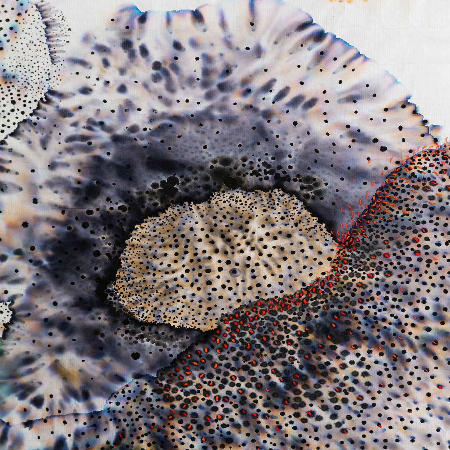ALGAE 8