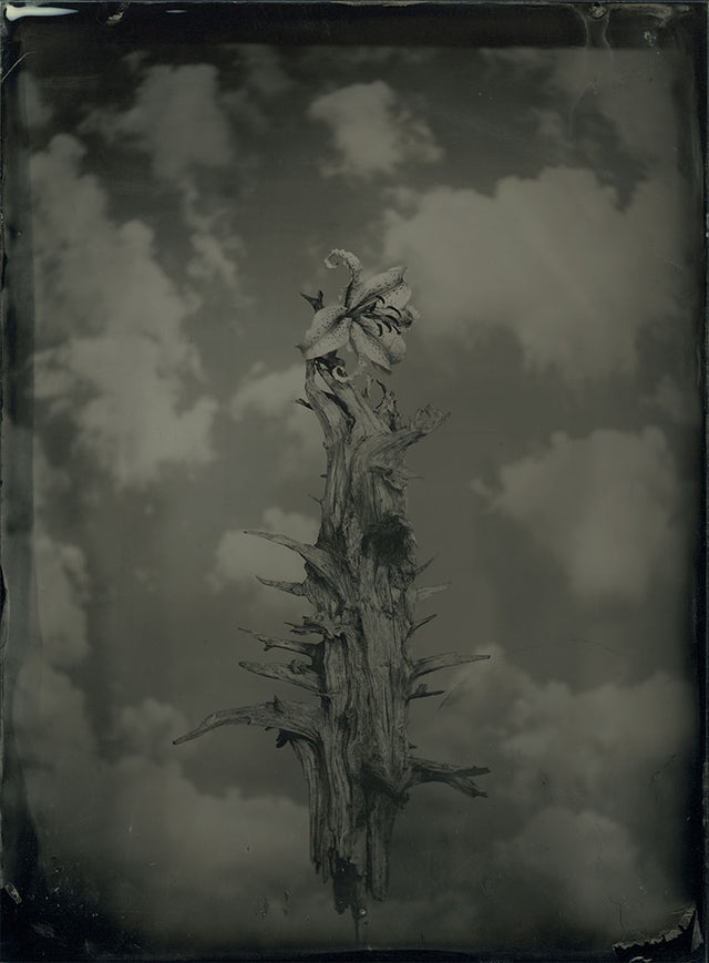 AMBROTYPE