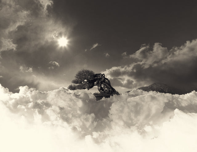 BONSAI #4027