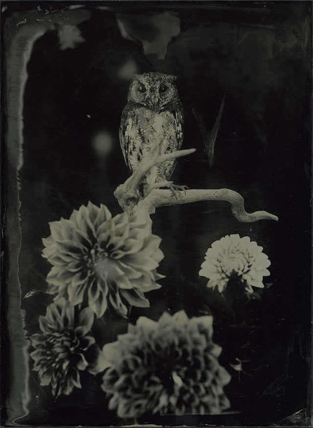 AMBROTYPE